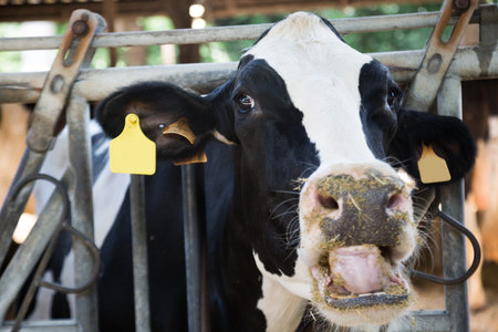 Closeup of head of holstein cow on dairy farm