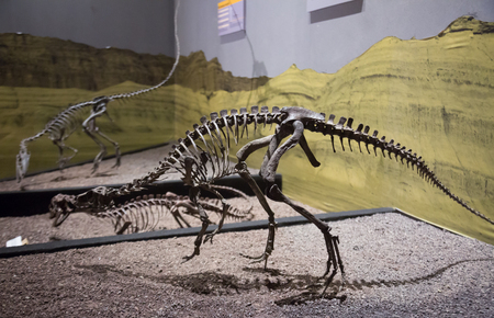 SANTIAGO, CHILE - FEBRUARY 12, 2017: Paleontological exposition in Museum of Natural Sciences Ischigualasto, storage of archaeological artifacts. Ischigualasto Provincial Park, north-western Argentinaのeditorial素材
