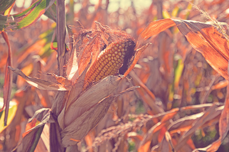 Closeup ripened corn cob on field on sunny autumn dayの写真素材