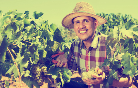 Smiling diligent positive mature man working on collecting ripe grapes on winery yardの写真素材