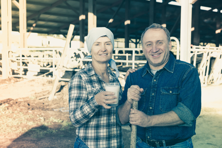 Positive couple farmers who are standing at their workplace near cows at the farmの写真素材