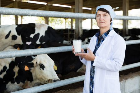 Portrait of mature woman veterinarian with cow milk at cowshed on dairy farmの写真素材