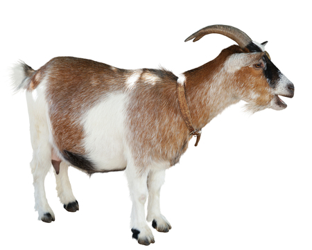 Goat standing isolated on white background
の写真素材