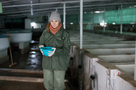 Young woman working on sturgeon farm, feeding fish in tanksの写真素材