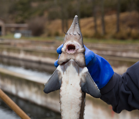 Fresh sturgeon fish in hand in blue rubber glove on fish farmの写真素材