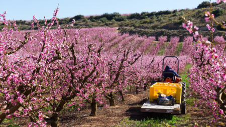 Blossoming of  peach  trees with worker at agrimotor  of Europe in the spring



の写真素材