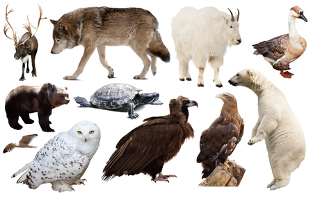 collection of different birds and mammals from north america isolated on white background
の写真素材