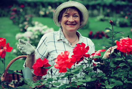 glad mature woman gardener taking care of red bush roses outdoors on summer dayの写真素材