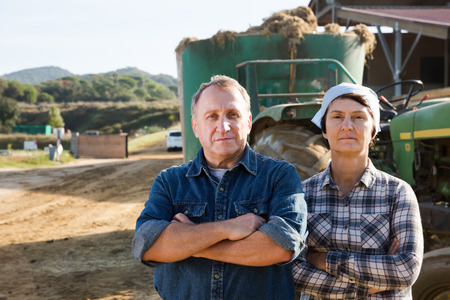 Glad couple farmers who are standing at their workplace near cows at the farmの写真素材