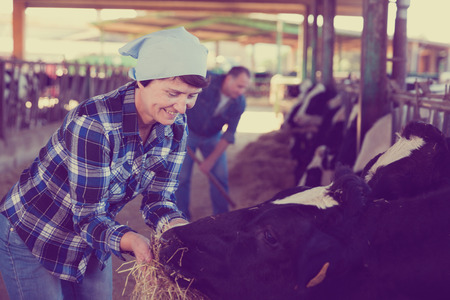 Female farmer who is feeding beasts at the cow farm.の写真素材