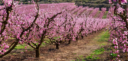 Blooming  peach  trees in the fields over blue sky in spring on sunny dayの写真素材