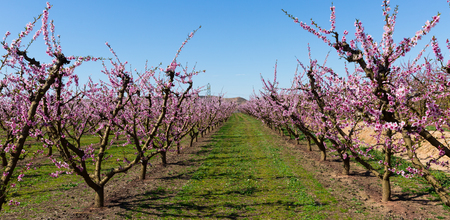 Richly blooming peach trees garden in sunny spring dayの写真素材