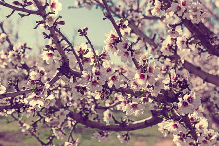 Closeup of white plum flowers on sunny spring dayの写真素材