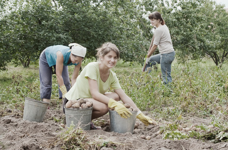 three women harvesting potatoes in fieldの写真素材