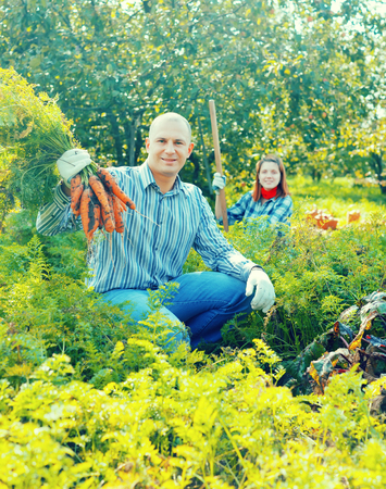 Happy couple  harvesting carrots in fieldの写真素材