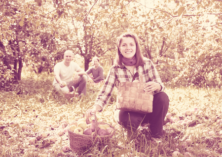 Happy family gathers apples in the gardenの写真素材