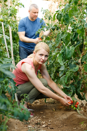 Serious couple of  gardeners attentively looking tomatoes  seedlings in  greenhouseの写真素材
