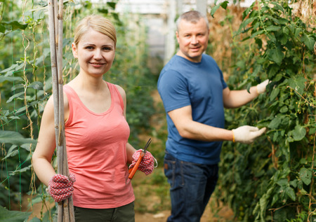 Serious couple of horticulturistes  attentively looking  seedlings in  hothouseの写真素材