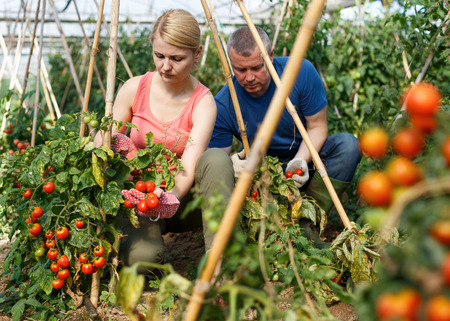 Couple of professional gardener picking tomatoes in  hothouseの写真素材