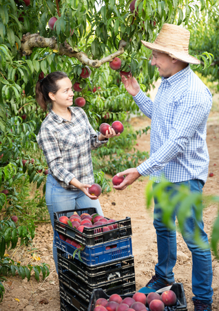 Happy cheerful positive couple  of gardeners  picking harvest of peaches from tree to crates in the gardenの写真素材