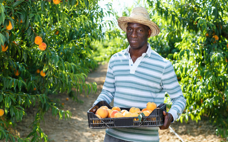 Portrait of smiling cheerful African-American farmer with boxes of freshly harvested ripe peaches in fruit gardenの写真素材