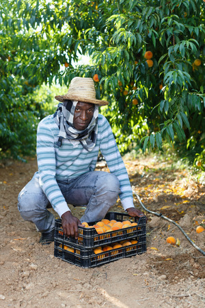 Successful positive   male owner of orchard gathering harvest of ripe peaches on sunny dayの写真素材