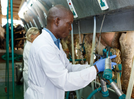 Male milker inspecting milking system on dairy farm