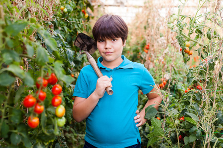 Portrait of small boy  holding cultivator and standing near tomatoes seedlings in   greenhouseの写真素材