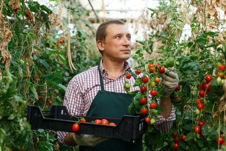 Positive man  professional horticulturist picking harvest of tomatoes to crate in  hothouseの写真素材