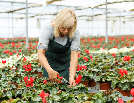 Mature woman while gardening  flowers of red cyclamen in pots indoors in hothouseの写真素材