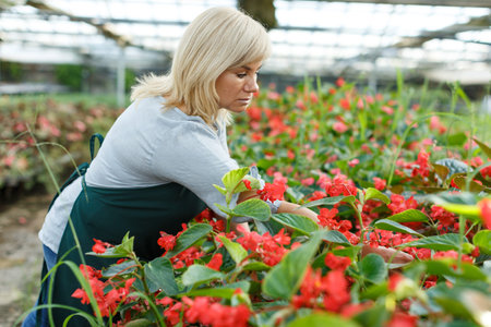 Portrait of mature female florist with scissors gardening red begonia plants  in greenhouseの写真素材