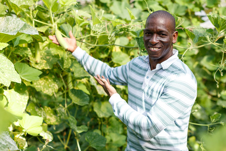 Successful African-American farmer working in greenhouse, engaged in cultivation of organic courgettesの写真素材