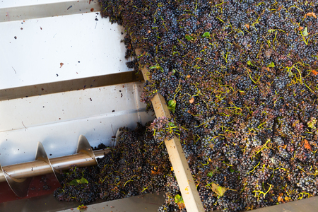 Process of first pressing of ripe blue grapes by industrial press machine in wineryの写真素材