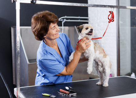 Portrait of woman professional groomer with cute havanese dog in pet salonの写真素材