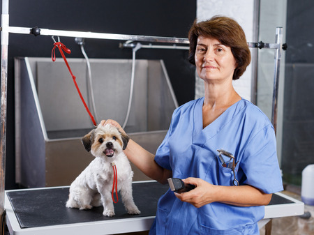 Portrait of mature female groomer with her client havanese puppy in salanの写真素材