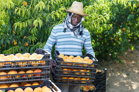 Portrait of  glad cheerful positive  African-American farmer with boxes of freshly harvested ripe peaches in fruit gardenの写真素材