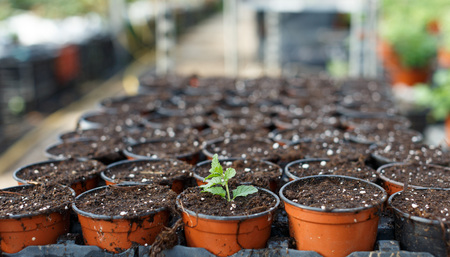 One seedling in pot between pots with ground soil in glasshouseの写真素材