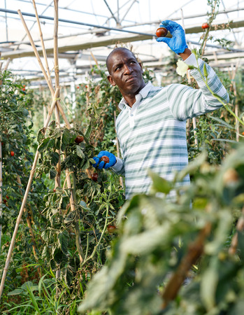 Successful skilled male farmer checking bushes and harvest of tomato plants in hothouseの写真素材
