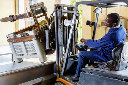 African American positive smiling male worker controlling process of unloading grapes with forkliftの写真素材