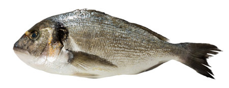 Fresh raw dorada fish isolated on white background
