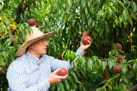 Male  professional horticulturist picking tasty peaches from tree in gardenの写真素材