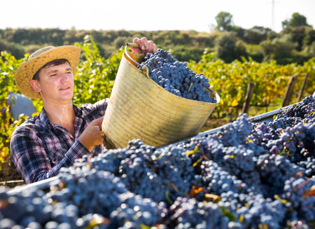 Successful male owner of vineyard filling truck of gathered harvest of ripe purple grapes