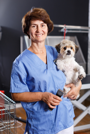 Portrait of elderly female groomer with havanese puppy at grooming salonの写真素材