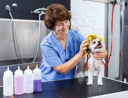 Senior female groomer drying hair of havanese puppy with towel after washing in salon for dogsの写真素材