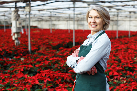 Portrait of mature woman florist engaged in cultivation of Euphorbia pulcherrima (poinsettia) in glasshouse, proud of her plantsの写真素材