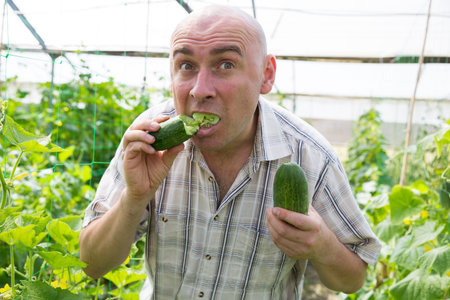 Portrait of man  professional gardener eating fresh cucumber in  hothouseの写真素材