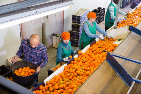 High angle view of group of glad pleasant friendly people working on citrus sorting line at warehouse, checking quality of tangerinesの写真素材