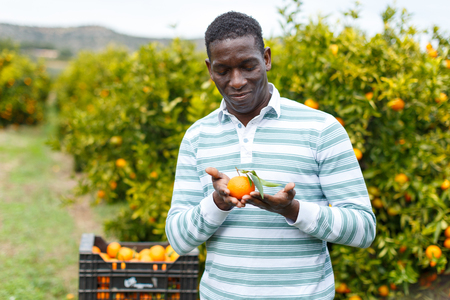 Satisfied male owner of citrus farm showing freshly harvested  ripe mandarinsの写真素材