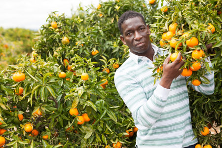 Portrait of cheerful afro male worker picking mandarins in box on farmの写真素材