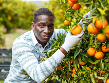 African-American man gardening in his orchard, picking fresh ripe tangerinesの写真素材